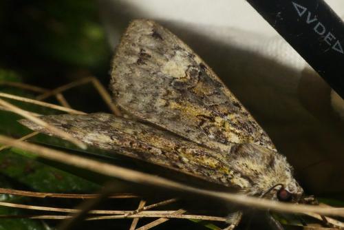 Anaplectoides prasina